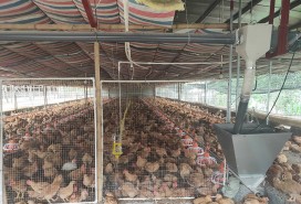 Chicken house greenhouse scene